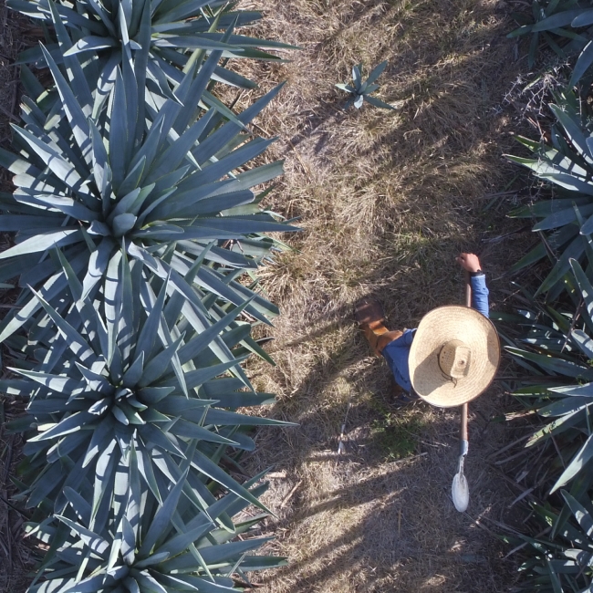 Don Julio agave field