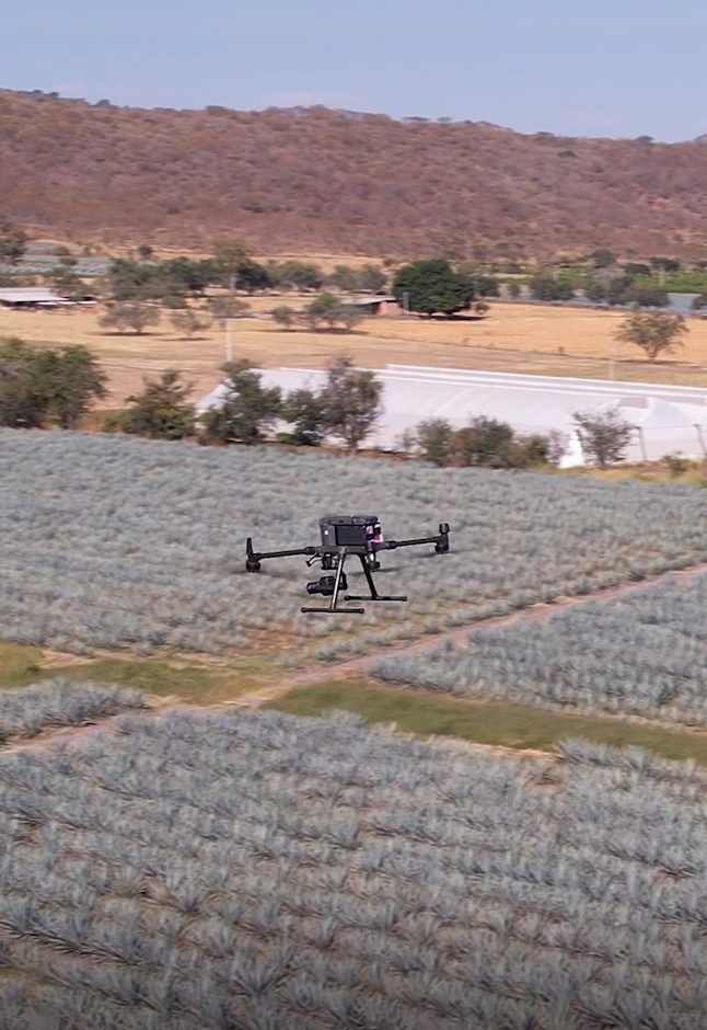 Drone over Agave field