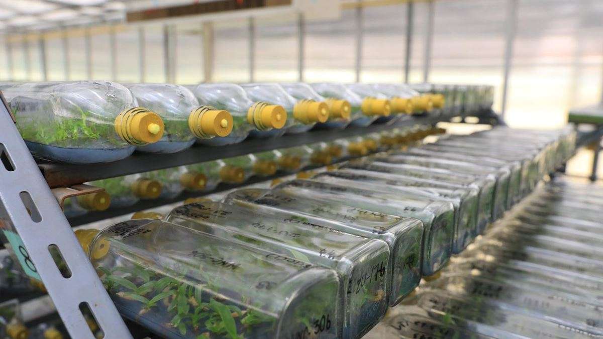 Recycled Johnnie Walker bottles used for orchid cultivation in Thailand