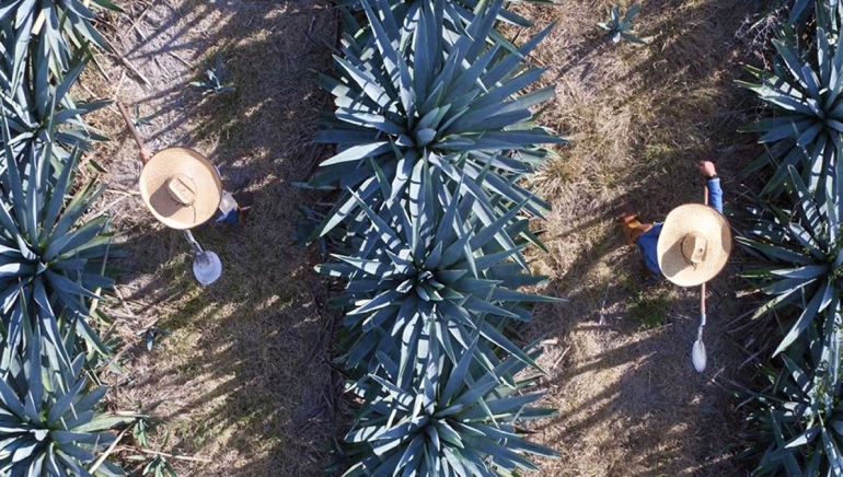 Agave Field Aerial Shot