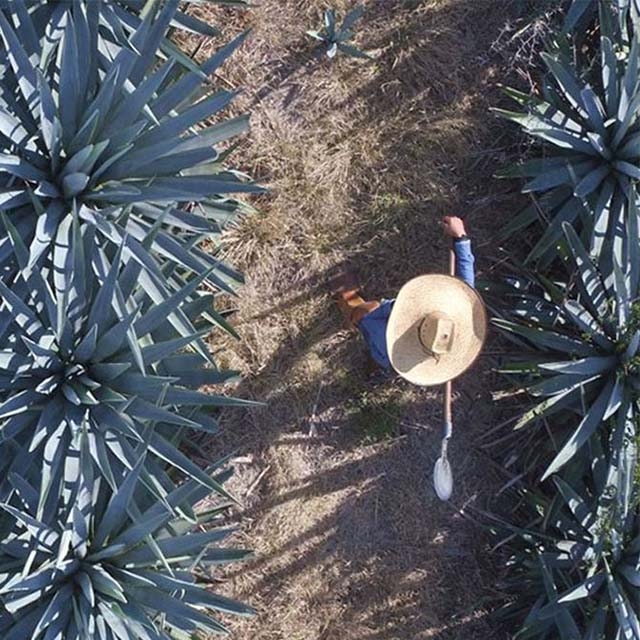 Agave Field Worker Airview
