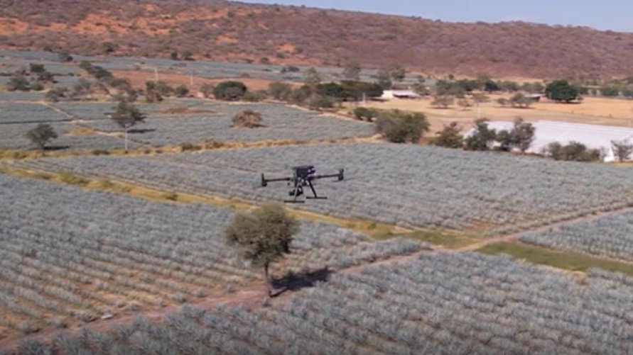 Access the video: Drones introduced across tequila farms