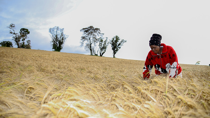 Diageo partners with tech innovators to help build resilience in Sub-Saharan African agriculture